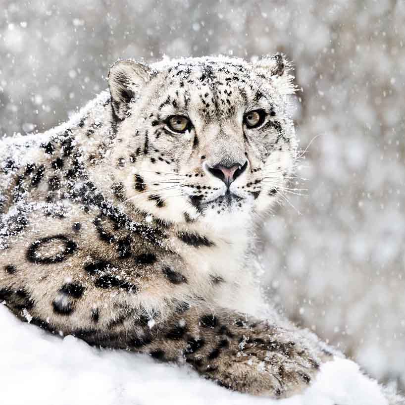 LE's Snow Leopard Expedition 