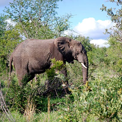 Kruger National Park