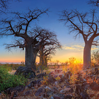 Savute Elephant Lodge