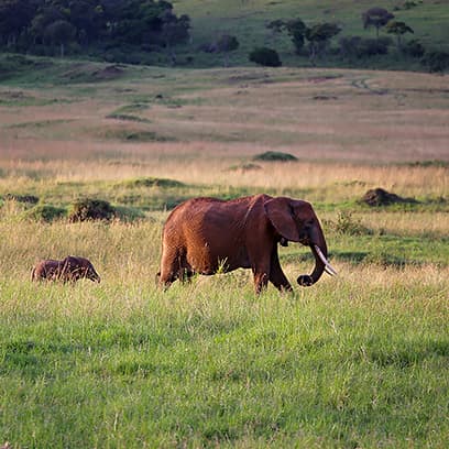 Safaris in Kenya