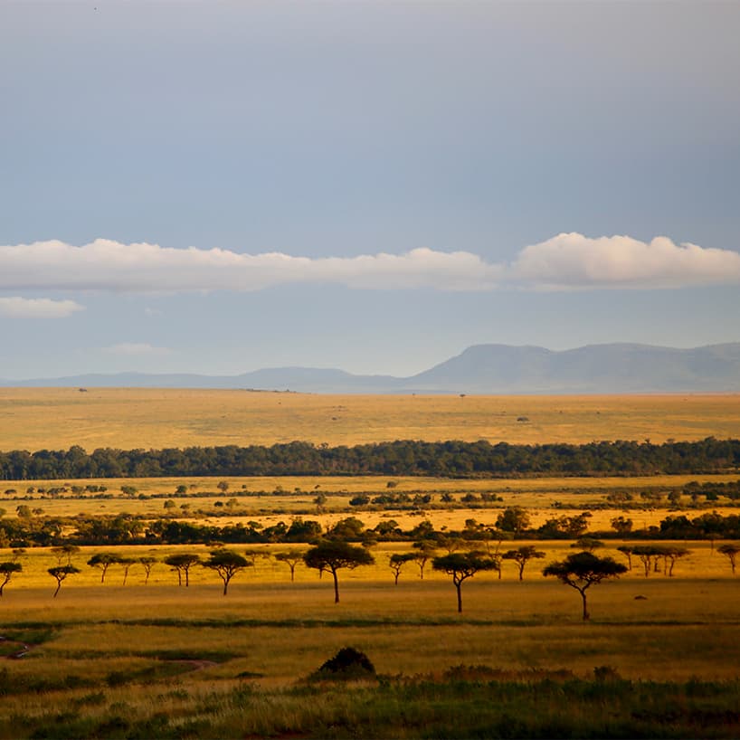 Safaris in Kenya