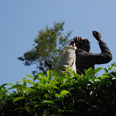 Sri Lanka